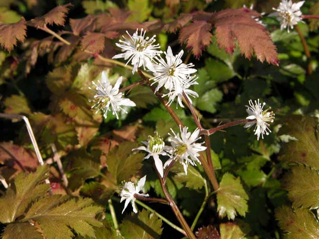 Coptis Japonica (Japanese Goldthread)